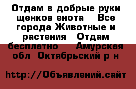 Отдам в добрые руки щенков енота. - Все города Животные и растения » Отдам бесплатно   . Амурская обл.,Октябрьский р-н